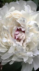 Pin On Wedding Flowers