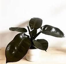 Philodendron Black Cardinal Etsy In 2020 Philodendron Plant Houseplants Philodendron