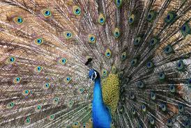 The importance of national symbols is given below. 10 National Symbols Of India That Represent Our Rich Biodiversity