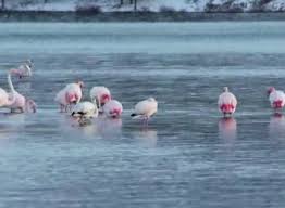 Son Dakika Olduren Soguk Ivriz Baraj Golu Nde 12 Flamingo Donarak Oldu Gundem Haberleri