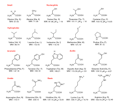 perfect amino acid chart circle also easy amino acid chart