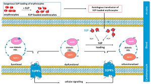 Top ++ where to buy nintendo switch in usa near me. Ijms Free Full Text Novel Insights Into The Role Of Hdl Associated Sphingosine 1 Phosphate In Cardiometabolic Diseases Html