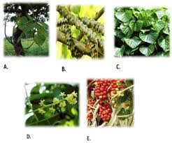Image result for Tinospora