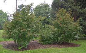Maybe you would like to learn more about one of these? Ufei Selectree A Tree Selection Guide