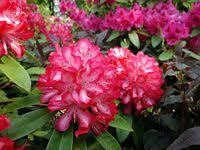 Hirsutum Info Rhododendron Hybrids X2f Cultivars 39 Arkadius 39 Rhododendron Hybrids Plants