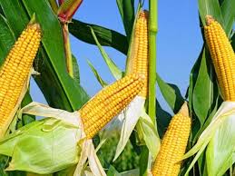 Bocah perempuan ini mengatakan kalau jagung rebusnya mulai dari harga rp4000 untuk ukuran yang kecil hingga rp6000 untuk ukuran yang besar. Ini Hubungan Antara Alergi Jagung Dan Peningkatan Sel Darah Putih