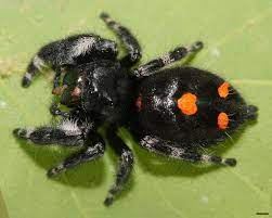 True story, for a month i woke up with the same jumping spider on my arm every morning. Phidippus Audax Wikipedia