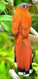 Grey Bird With Orange Wings Ludmila Ludmilova Beautiful Birds Pet Birds Birds