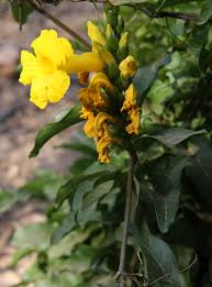 Image result for Adenocalymma