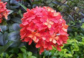 sign in flowers plants rose
