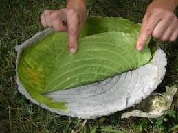 To accommodate more birds, a large leaf was used. Craft Your Own Leaf Shaped Birdbath Dave S Garden