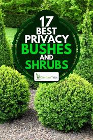 The right choice, and you can have a privacy hedge which will attract more eyeballs than the activities inside possible could. 17 Best Privacy Bushes And Shrubs Garden Tabs