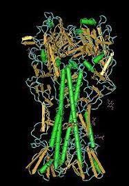 Gundry explica que la función de las lectinas en las plantas es defenderlas de los animales que se ciertas lectinas que se encuentran en las legumbres son ciertamente tóxicas y es algo sabido desde. Lectina Wikipedia La Enciclopedia Libre