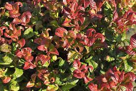 Kies uit een gevarieerd aanbod van vergelijkbare scènes. The Best Evergreen Shrubs For Your Garden Gardener S Path