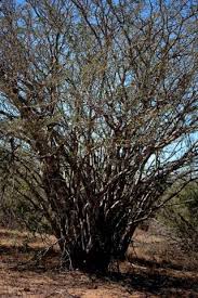 Image result for Albizia petersiana
