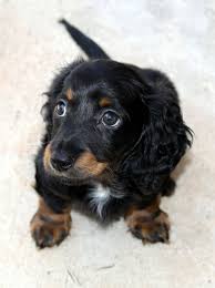 So it is best to examine the parents. Hd Wallpaper Longhaired Black And Tan Dachshund Puppy Hound Long Hair Dackel Wallpaper Flare