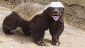 The Fearless and Fierce Honey Badger: Nature's Most Tenacious Creature | by  Thomas Crane | Medium