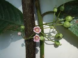 水冬瓜 這是小明的部落格 隨意窩xuite日誌 flowers plants