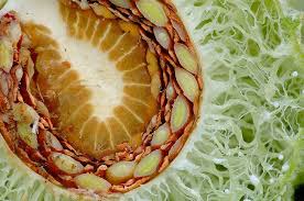 Milkweed Seed Pod Cross Section Seed Pods Milkweed Seeds Seeds