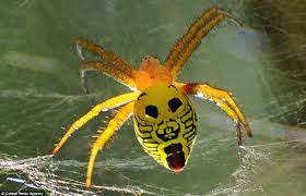 Stunning Photos Show Colourful Markings On Creepy Crawlies Insects Weird Insects Spider