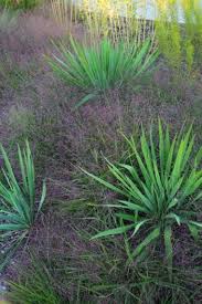 Image result for Eragrostis caespitosa
