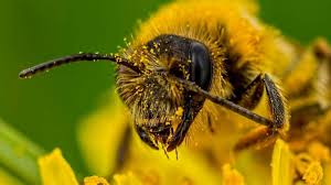 The latest tweets from bumblebee (@bumblebeemovie). The Plight Of The Bumblebee Bbc Earth