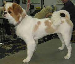 Shaved Down Japanese Chin Dog Cat Cute Puppies
