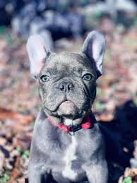 807 stewart, benld il 62009 ﻿﻿phone: Cheap French Bulldog Puppies Under 500 Ethical Frenchie