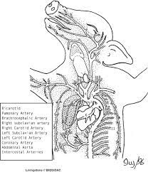 Pig Circulatory System