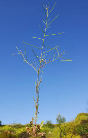 Image result for Sisymbrium orientale