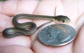20 Cute Snakes That Are So Small You Will Want One Cute Snake Snake Small Snakes