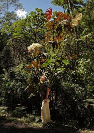 Image result for Begonia poculifera