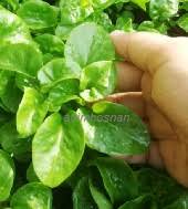 Semuanya dengan harga rm10 untuk satu pasu. Anim Agro Technology Bayam Brazil Mudah Tanam Dan Berkhasiat