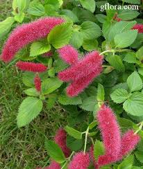 Image result for Acalypha manniana