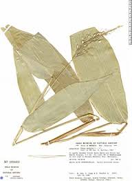 Image result for Olyra latifolia