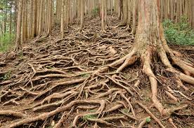 Fun Facts About Tree Roots: What Lies Beneath Your Trees | Paden Tree People