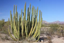 Many other plants lack these adaptations and cannot survive in a desert. Desert Plant Adaptations Free Longwood Gardens Travel Through Longwood S Conservatory And Get An Up Close Look Desert Plants Plants Plants Name And Picture