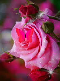 Pink Rose And Butterfly Sparkles Animation Animation Animeartgarden Butterfly Pink Ros Beautiful Rose Flowers Beautiful Flowers Pictures Beautiful Roses