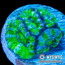 Image result for Vangueria micropyren