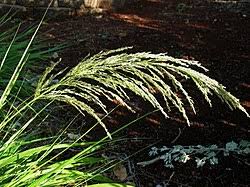 Image result for Eragrostis dinteri