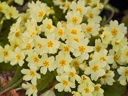 10 Plantes Medicinales A Cueillir Dans Les Champs Le Primevere Plante Medicinale Plante Fleurs Comestibles