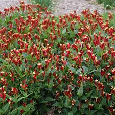 Image result for Spigelia