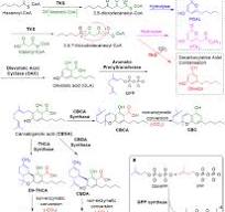 The biosynthesis of the cannabinoids | Journal of Cannabis ...