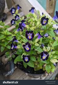 Image result for Linderniaceae