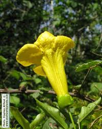 Image result for Dolichandra