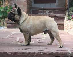We did not find results for: French Bulldog Info Size Temperament Lifespan Puppies Pictures