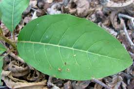 Image result for Harungana madagascariensis