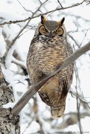 Just an owl in the backyard. Backyard Visit From A Great Horned Owl Owen Slater Photography