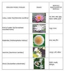 Best Of Daisy Flower Meaning In Bengali And Review In 2020 Daisy Flower Meaning Flower Names Flower Meanings