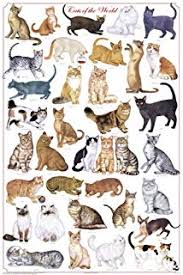Amazon Com Cats Of The World Posters Ultimate Breeds Cat
